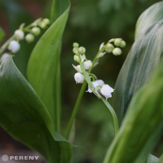 Convallaria majalis - K9