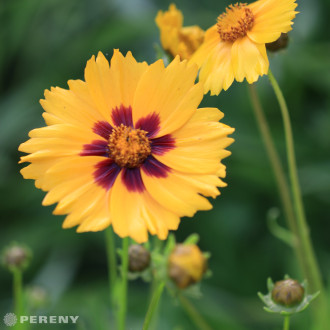 Coreopsis lanceolata ‘Sterntaler‘- K9