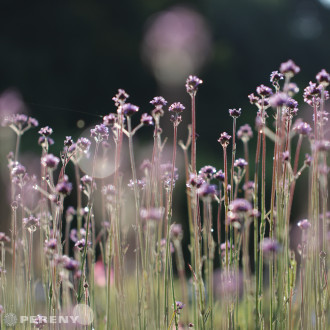 Verbena bonariensis - K9