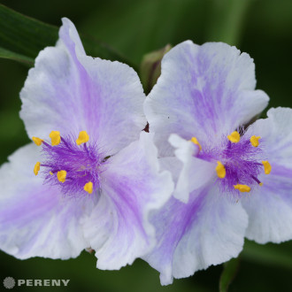 Tradescantia x andersoniana ‘Billberry Ice‘-K11