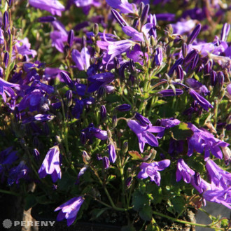 Campanula portenschlagiana ‘Clockwise D.Blue‘ - K9