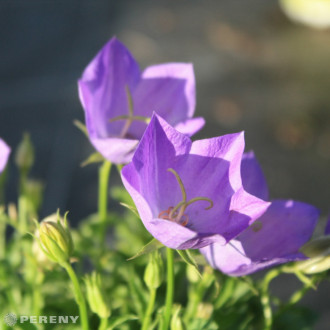 Campanula carpatica ‘Pristar Deep Blue‘ - K9