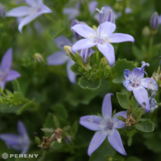 Campanula garganica ‘Filigree  Blue‘ - K9