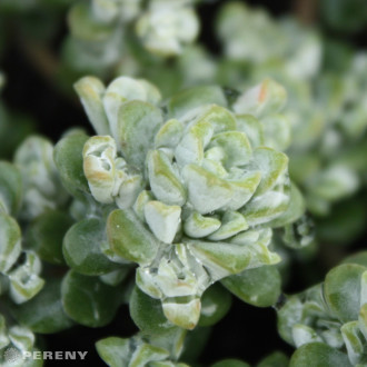 Sedum spathulifolium ‘Cape Blanco‘ - K9