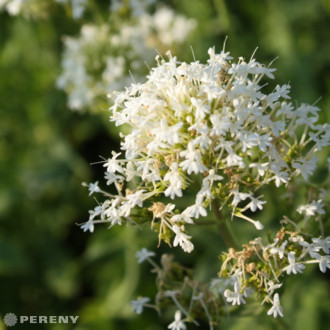 Centranthus ruber ‘Albus‘ - K9