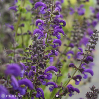 Salvia pratensis - K9