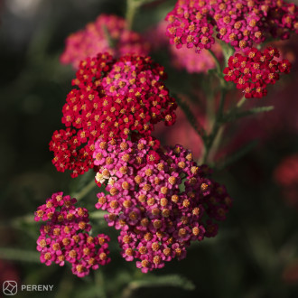 Achillea millefolium ‘Paprika‘ - K9