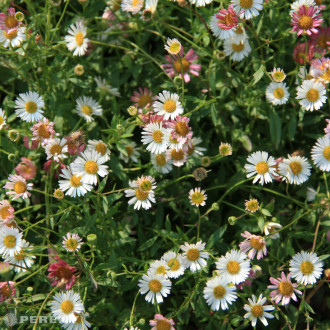 Erigeron karvinskianus ‘Blütenmeer‘ - K9