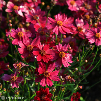 Coreopsis rosea ‘Limerock Ruby‘ - K9