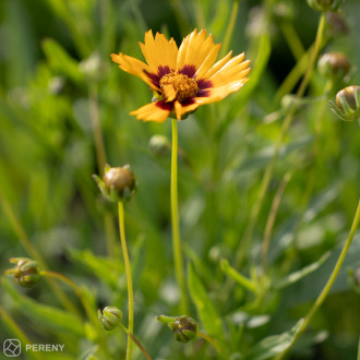 Coreopsis grandiflora ‘Sonnenkind‘- K9