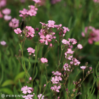 Gypsophila repens ‘Filou Rose‘ - K9
