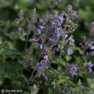 Nepeta x faassenii ‘Junior Walker‘- K9