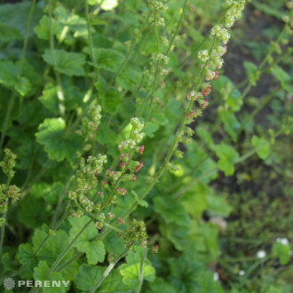 Tellima grandiflora - K9