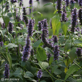 Agastache rugosa ‘Black Adder‘ - K9