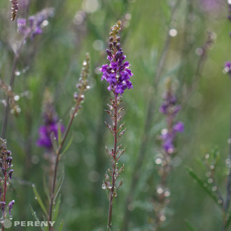 Linaria purpurea - K9