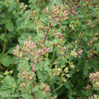 Origanum laevigatum ‘Rosenkuppel‘ - K9