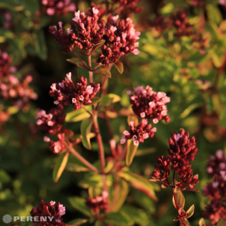 Origanum laevigatum ‘Herrenhausen‘ - K9