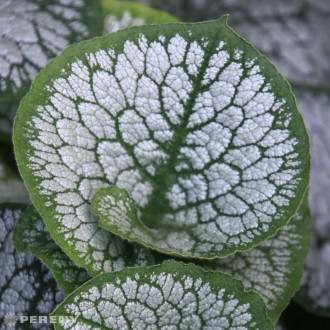 Brunnera macrophylla ‘Sea Heart‘® - K11