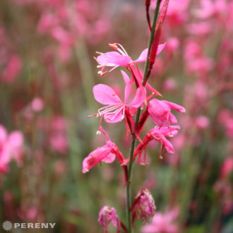 Gaura lindheimeri ‘Gambit® Rose‘(Oenothera) - K9