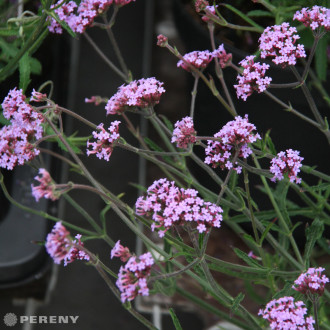 Verbena bonariensis ‘Lollipop‘ - K11