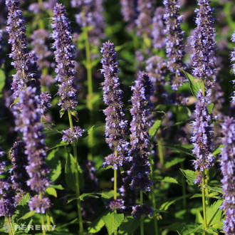 Agastache ‘Blue Fortune‘ - K9
