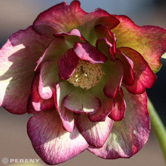 Helleborus orientalis ‘Double Ellen Picotee‘® - K11