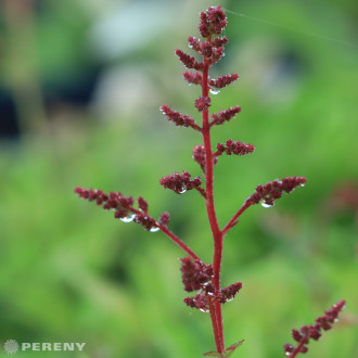 Astilbe x arendsii ‘Astary® Rose‘ - K9