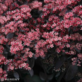 Sedum ‘Karlfunkelstein‘ - K9