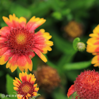 Gaillardia aristata ‘Kobold‘ - K9