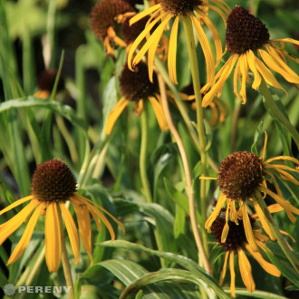 Echinacea paradoxa var.paradoxa - K9