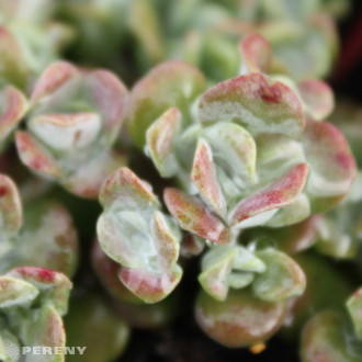 Sedum spathulifolium ‘Purpureum‘ - K9