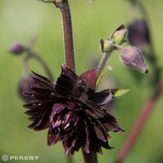 Aquilegia vulgaris plena ‘Black Barlow‘ - K9