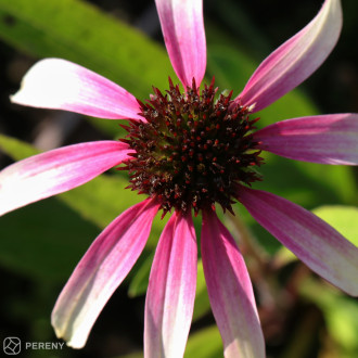 Echinacea ‘Fountain Pink Eye‘ - K11
