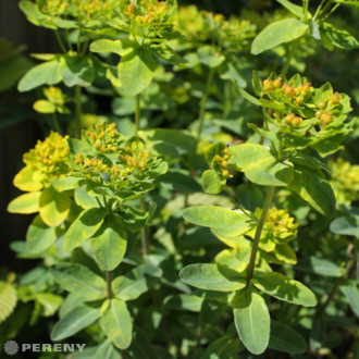 Euphorbia polychroma (epithymoides) - K9