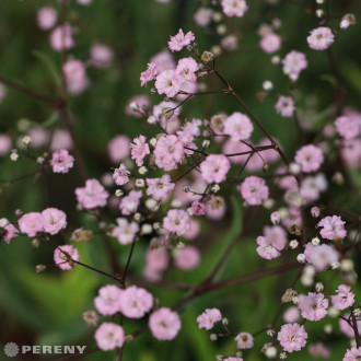 Gypsophila repens ‘Rosenschleier‘ - C13