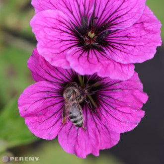 Geranium JS ‘Matu Vu‘ - K11