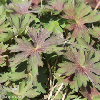 Geranium wlassovianum - K9