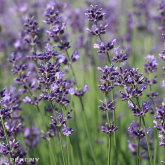 Lavandula angustifolia ‘Munstead‘ - K9