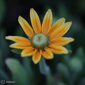 Rudbeckia hirta ‘Toto Gold‘ - C13