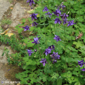 Aquilegia vulgaris - K9