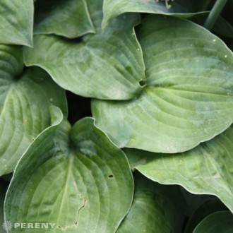Hosta ‘Blue Cadet‘ - K9