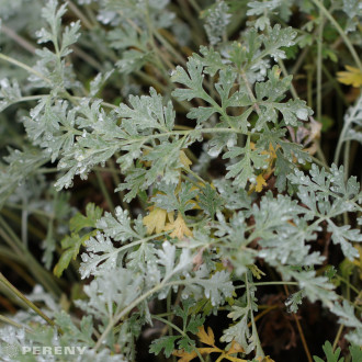 Artemisia absinthium ‘Lambrook Silver‘ - K9